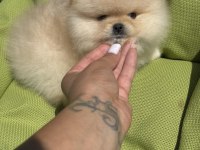 Kaliteli pomeranian yavrular
