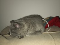 3 aylık dişi british shorthair