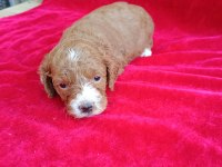 Maltipoo yavrular