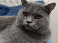 British shorthair kedimize yuva arıyoruz