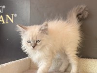 Yavru Bebek Blue Point Mavi Gözlü British Longhair