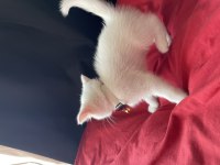 Sahiplendirilecek 02.04.23 doğumlu erkek british shorthair