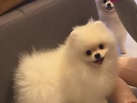 Pomeranian boo yavrum 12 aylıktır