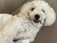Poodle 1 Yaşında Dişi