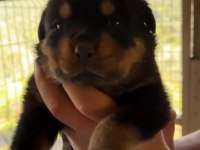 Rottweiler Yavrular Irk Sağlık Garantili