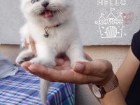 Scottish fold yavrularımız yeni yuvalarına gitmeye hazır