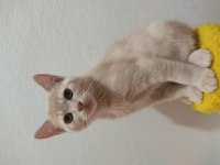 British Shorthair Aslan Parçası Yeni Yuvasını Arıyor