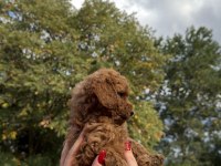 REDBROWN TOY POODLE YAVRUMIZ YENİ YUVASINA HAZIR