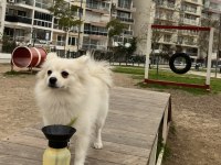 İlgilenemediğimiz İçin 2 Yaşına Yakın Pomeranian Spitz