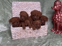 Eğitimli Sosyal Toy Poodle Yavrular