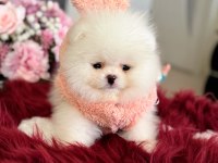 Teacup ayıcık pomeranian