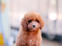 Toy Poodle Bebek Köpeklerimiz