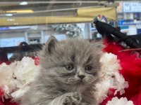 Gri british longhair ve beyaz shorthair yavrumuz