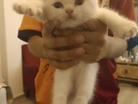 Scottish fold erkek yavru kedimiz