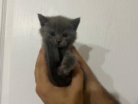 Tatlış british shorthair yavrular sahiplerini bekliyor