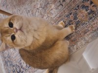 Safkan shorthair british golden erkek 1 yaşında