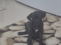 2 Aylık Cane Corso