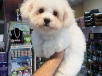 Maltese yavruları 3 aylık