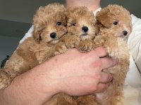 Teacup toy poodle