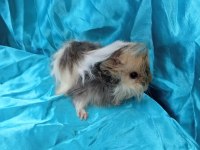 Harika Safkan Peruvian Ginepig Yavrular