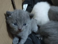Dişi Scottish Fold Yavru