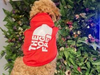 2 aylık toy poodle yavrumuz