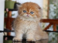 Safkan Şecereli Chocolate Golden Erkek Scottish Fold