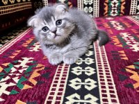 35 günlük sağlıklı erkek scottish fold bebişler