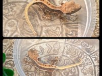 Crested Gecko Yavrular