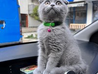 8 aylık dişi scottish fold kırık kulak kedime yuva