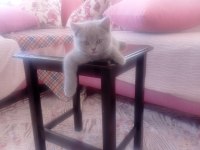 Kendi kedimizin british shorthair yavrusu