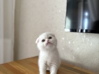 SCOTTISH FOLD BEYAZ YAVRULARIM 