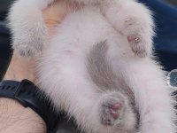 British Shorthair Kedisi