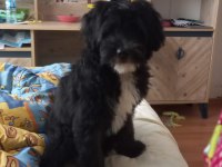 Morkie Terrier 7 aylık erkek