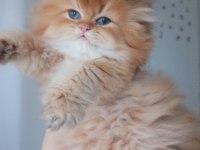 Şecereli safkan erkek british Longhair yavrumuz