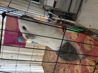 Erkek yetişkin guinea pig açıklamayı okuyun