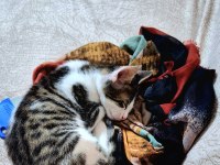 Evcil Yavru Erkek Kedi, 2 aylık, Tekir