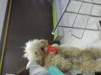 1,5 yaşında saf kan erkek toy poodle