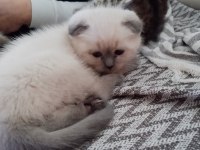 Scottish Fold Blue Point Bebekler