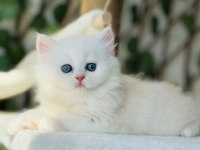 Safkan muazzam tip top kafa erkek british longhair