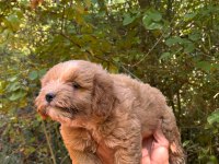 Harika Maltipoo Yavrularımız