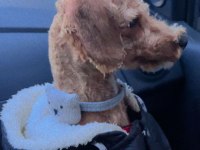 Acil sahiplendirilecek 1.5 yaşında toy poodle