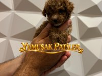 Red Toy Poodle