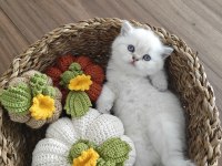 British shorthair rezerve edilir
