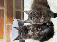 Black smoke maine coon