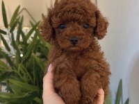 Ailenize Neşe Katacak Poodle Yavruları