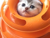 Silver shaded Scottish Fold baba şecereli