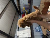 KORE POODLE YAVRULARI YENİ YUVASINA HAZIR