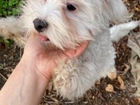 Terrier erkek ve dişi