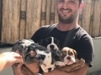 Exotic İngiliz bulldog yavrularımız